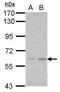 Kelch Domain Containing 7B antibody, PA5-28537, Invitrogen Antibodies, Western Blot image 