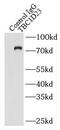 TBC1 Domain Family Member 23 antibody, FNab08513, FineTest, Immunoprecipitation image 