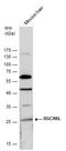 DiGeorge Syndrome Critical Region Gene 6 Like antibody, GTX120306, GeneTex, Western Blot image 