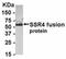 Translocon-associated protein subunit delta antibody, NB100-75620, Novus Biologicals, Western Blot image 