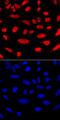 RUNX Family Transcription Factor 2 antibody, MAB2006, R&D Systems, Immunofluorescence image 
