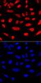 RUNX Family Transcription Factor 2 antibody, MAB2006, R&D Systems, Immunofluorescence image 