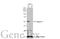 Caspase 8 antibody, GTX110723, GeneTex, Western Blot image 