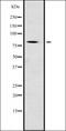OB-cadherin antibody, orb334994, Biorbyt, Western Blot image 