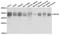 EDIL3 antibody, A06273, Boster Biological Technology, Immunohistochemistry paraffin image 