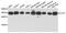 IL-17 antibody, MBS127020, MyBioSource, Western Blot image 