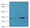 Ras Suppressor Protein 1 antibody, LS-C370271, Lifespan Biosciences, Western Blot image 