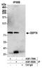 Centrosomal protein of 78 kDa antibody, A301-800A, Bethyl Labs, Immunoprecipitation image 