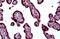 SH3 Domain Containing Kinase Binding Protein 1 antibody, MBS247857, MyBioSource, Immunohistochemistry frozen image 