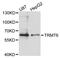 TRNA Methyltransferase 6 antibody, STJ113624, St John