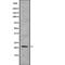 Integrin cytoplasmic domain-associated protein 1 antibody, PA5-67830, Invitrogen Antibodies, Western Blot image 