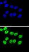 BAG family molecular chaperone regulator 1 antibody, abx031785, Abbexa, Immunofluorescence image 