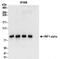 HNF1 Homeobox A antibody, NBP2-32125, Novus Biologicals, Immunoprecipitation image 