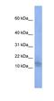 Bromodomain And WD Repeat Domain Containing 1 antibody, orb330172, Biorbyt, Western Blot image 