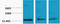 Histone H3 antibody, STJ97217, St John