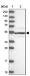 Serine/Threonine Kinase 17a antibody, NBP1-84981, Novus Biologicals, Western Blot image 