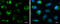 mtHSP70 antibody, GTX133283, GeneTex, Immunofluorescence image 