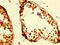 Receptor-associated protein 80 antibody, CSB-PA857019LA01HU, Cusabio, Immunohistochemistry frozen image 