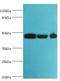 Actin Like 6A antibody, MBS1493231, MyBioSource, Western Blot image 