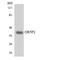Olfactory Receptor Family 5 Subfamily P Member 2 antibody, LS-C200408, Lifespan Biosciences, Western Blot image 