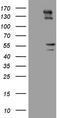 Peripherin antibody, LS-C790846, Lifespan Biosciences, Western Blot image 