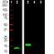 Parvalbumin antibody, NBP2-50038, Novus Biologicals, Western Blot image 