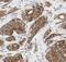 Arginase-2, mitochondrial antibody, FNab00542, FineTest, Immunohistochemistry frozen image 