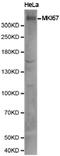KI-67 antibody, LS-C192836, Lifespan Biosciences, Western Blot image 