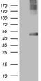 Mechanistic Target Of Rapamycin Kinase antibody, LS-C790751, Lifespan Biosciences, Western Blot image 