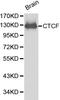 CCCTC-Binding Factor antibody, LS-C192384, Lifespan Biosciences, Western Blot image 