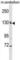 TBC1 domain family member 8 antibody, abx029140, Abbexa, Western Blot image 