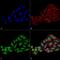 WD Repeat Domain 45B antibody, PA5-77801, Invitrogen Antibodies, Immunofluorescence image 