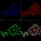 WD Repeat Domain 45B antibody, PA5-77801, Invitrogen Antibodies, Immunofluorescence image 