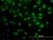 Fas Associated Factor 1 antibody, H00011124-M01, Novus Biologicals, Immunocytochemistry image 
