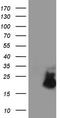 Arginine vasopressin-induced protein 1 antibody, LS-C789714, Lifespan Biosciences, Western Blot image 