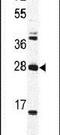 Ornithine Decarboxylase Antizyme 1 antibody, PA5-14385, Invitrogen Antibodies, Western Blot image 