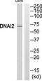 Dynein intermediate chain 2, axonemal antibody, TA312658, Origene, Western Blot image 