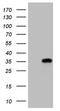 Membrane Spanning 4-Domains A12 antibody, NBP2-45455, Novus Biologicals, Western Blot image 