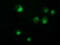 Nicotinamide Nucleotide Adenylyltransferase 1 antibody, M03221, Boster Biological Technology, Immunofluorescence image 