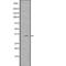 Spermidine Synthase antibody, PA5-67915, Invitrogen Antibodies, Western Blot image 