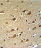 Glutamic-Oxaloacetic Transaminase 1 antibody, LS-C166582, Lifespan Biosciences, Immunohistochemistry paraffin image 