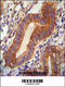 Tubulin Polyglutamylase Complex Subunit 2 antibody, 55-246, ProSci, Immunohistochemistry frozen image 