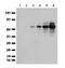 tdTomato protein antibody, NBP2-78135, Novus Biologicals, Western Blot image 