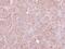 HtrA Serine Peptidase 2 antibody, GTX110703, GeneTex, Immunohistochemistry paraffin image 