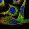 Radial Spoke Head 14 Homolog antibody, NBP1-86045, Novus Biologicals, Immunofluorescence image 
