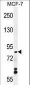 WD Repeat Domain 27 antibody, LS-C203714, Lifespan Biosciences, Western Blot image 