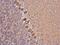 Myosin Heavy Chain 10 antibody, MA5-27767, Invitrogen Antibodies, Immunohistochemistry frozen image 