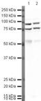 Gephyrin antibody, PA5-19589, Invitrogen Antibodies, Western Blot image 