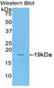 Sucrase-Isomaltase antibody, LS-C300877, Lifespan Biosciences, Western Blot image 