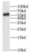 Hemogen antibody, FNab03824, FineTest, Western Blot image 